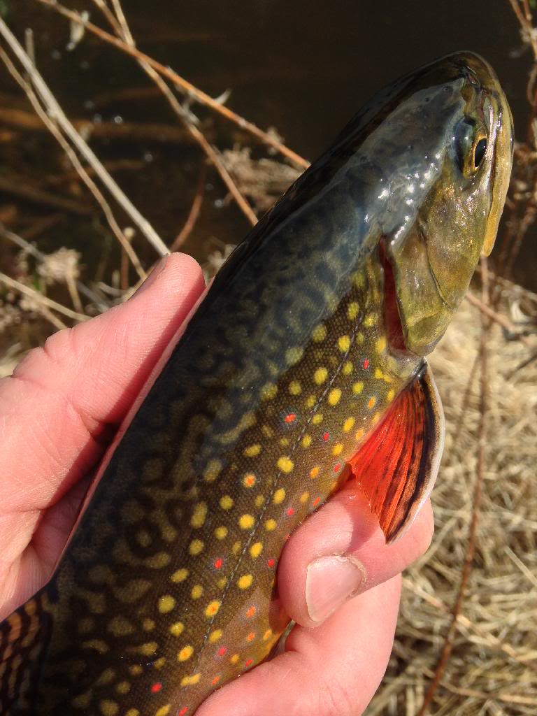 WI Driftless Weekend Many Photos Fishing with Fiberglass Fly Rods